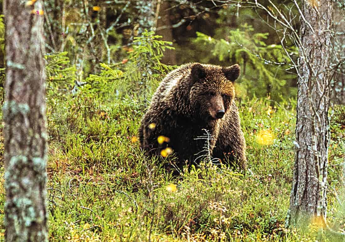 Wilderness_bear_fnp_leifostergren.jpg - © European Wilderness Society CC BY-NC-ND 4.0